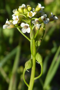 White Ball-mustard