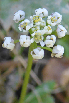 Southern Shepherd's-cress