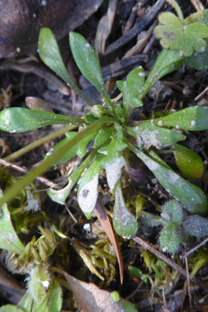 Southern Shepherd's-cress