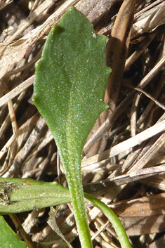 Greek Penny-cress