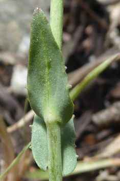 Greek Penny-cress