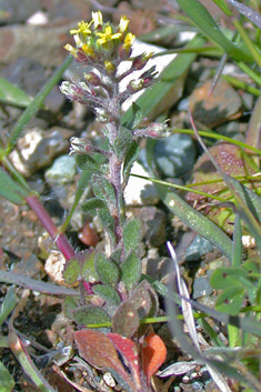 Strigose Alyssum