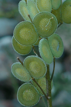 Common Buckler-mustard