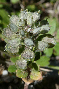 Strigose Alyssum