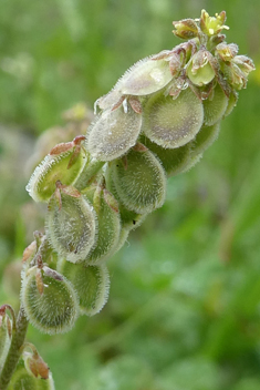 Common Disc Cress