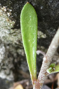 Common Disc Cress