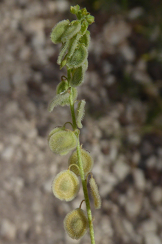 Common Disc Cress