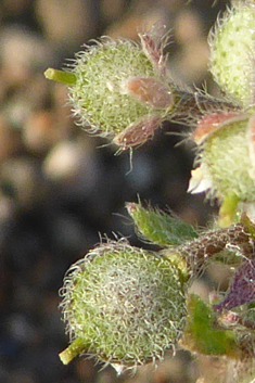 Strigose Alyssum