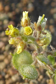 Strigose Alyssum