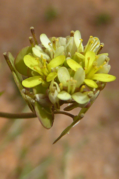 Common Buckler-mustard