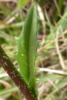 Common Buckler-mustard