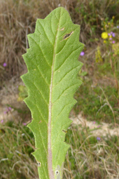 Common Buckler-mustard