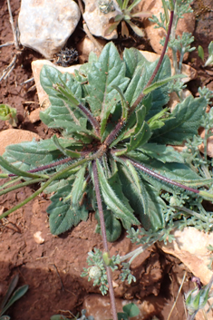 Common Buckler-mustard