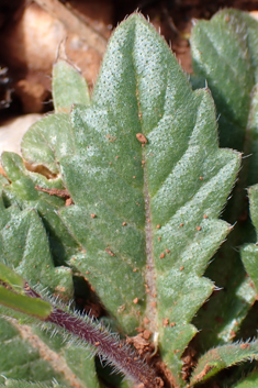 Common Buckler-mustard