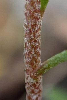 Common Disc Cress