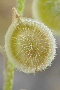 Common Disc Cress