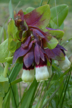 Greater Honeywort