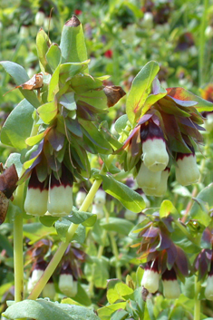 Greater Honeywort