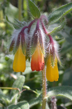 Shrubby Golden Drop