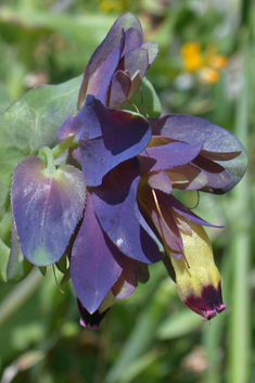 Violet Honeywort
