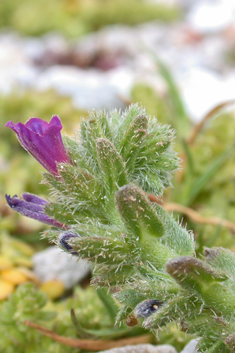 Coastal Viper's-bugloss