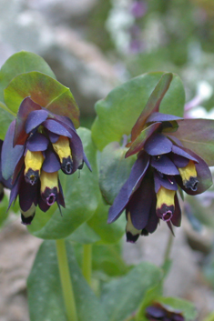 Violet Honeywort