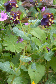 Violet Honeywort