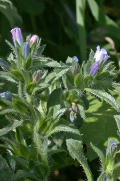 Small-flowered Viper's-bugloss