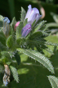Small-flowered Viper's-bugloss