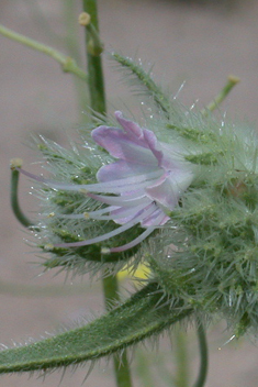 Pale Viper's-bugloss