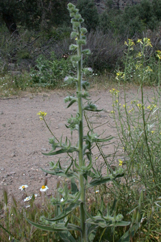 Pale Viper's-bugloss