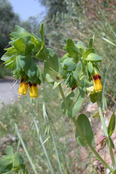 Greater Honeywort