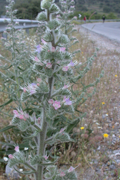 Pale Viper's-bugloss