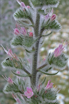 Pale Viper's-bugloss