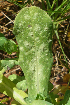 Greater Honeywort