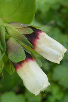 Greater Honeywort