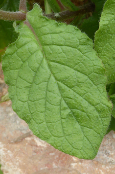 Cretan Comfrey