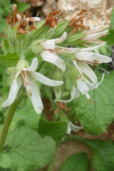 Cretan Comfrey