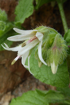 Cretan Comfrey