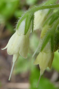 Bulbous Comfrey