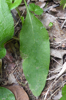 Bulbous Comfrey