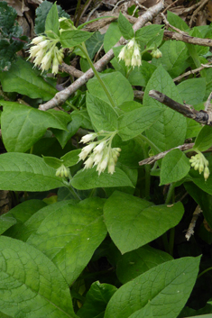 Bulbous Comfrey