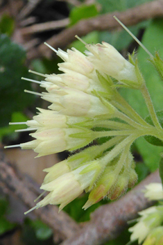 Bulbous Comfrey