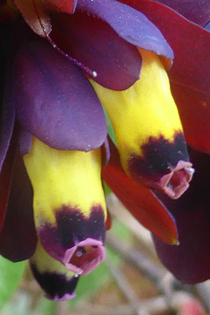 Violet Honeywort
