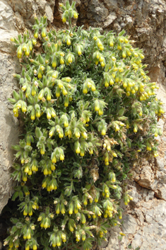 Shrubby Golden Drop