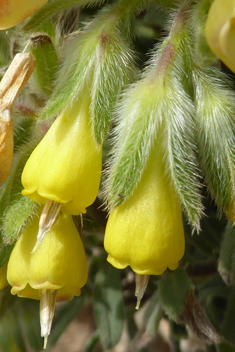 Shrubby Golden Drop