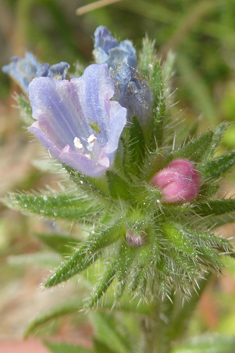 Small-flowered Viper's-bugloss