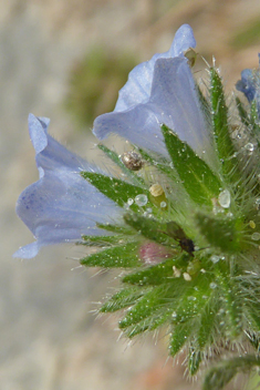 Small-flowered Viper's-bugloss