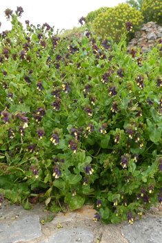 Violet Honeywort