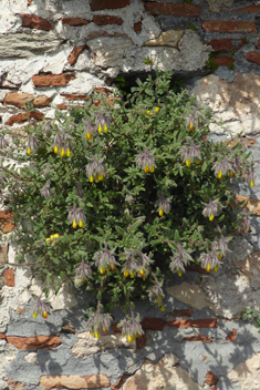 Shrubby Golden Drop